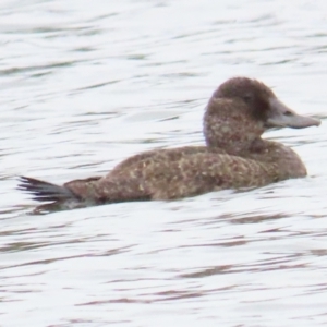 Oxyura australis at Isabella Plains, ACT - 21 Oct 2023