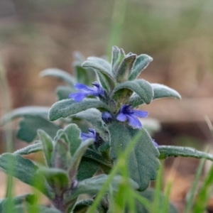 Ajuga australis at Higgins, ACT - 7 Oct 2023