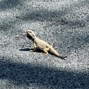 Pogona barbata at Aranda, ACT - suppressed