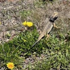 Pogona barbata at Aranda, ACT - suppressed