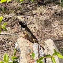 Pogona barbata at Aranda, ACT - suppressed