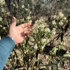 Olearia lirata (Snowy Daisybush) at Greenway, ACT - 17 Sep 2023 by dwise