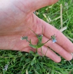 Myosotis discolor at suppressed - 21 Oct 2023