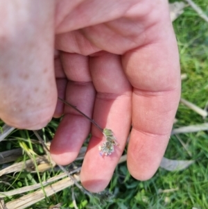 Myosotis discolor at suppressed - 21 Oct 2023