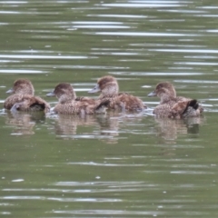 Oxyura australis (Blue-billed Duck) at Isabella Plains, ACT - 21 Oct 2023 by RodDeb