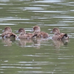 Oxyura australis (Blue-billed Duck) at Isabella Plains, ACT - 20 Oct 2023 by RodDeb