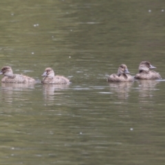 Oxyura australis at Isabella Plains, ACT - 21 Oct 2023 10:47 AM