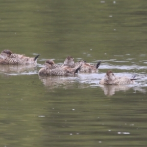 Oxyura australis at Isabella Plains, ACT - 21 Oct 2023 10:47 AM