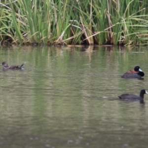 Oxyura australis at Isabella Plains, ACT - 21 Oct 2023 10:47 AM