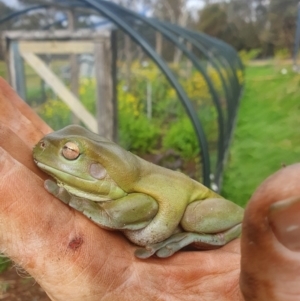 Litoria caerulea at Northangera, NSW - 22 Oct 2022