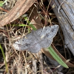 Taxeotis intextata at Belconnen, ACT - 21 Oct 2023