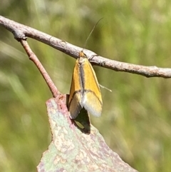 Philobota undescribed species near arabella (A concealer moth) at Lower Molonglo - 21 Oct 2023 by SteveBorkowskis