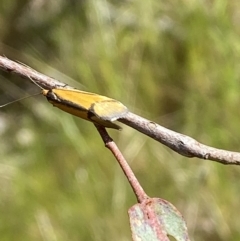 Philobota undescribed species near arabella at Belconnen, ACT - 21 Oct 2023