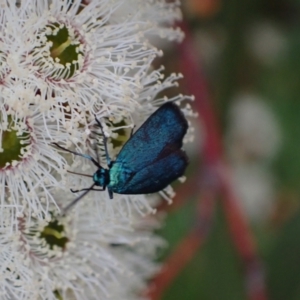 Pollanisus (genus) at Murrumbateman, NSW - 21 Oct 2023 05:01 PM