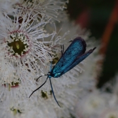 Pollanisus (genus) at Murrumbateman, NSW - 21 Oct 2023 05:01 PM