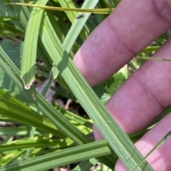 Carex incomitata at Belconnen, ACT - 21 Oct 2023