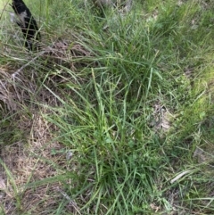 Carex incomitata at Belconnen, ACT - 21 Oct 2023