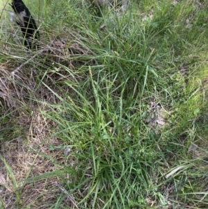 Carex incomitata at Belconnen, ACT - 21 Oct 2023