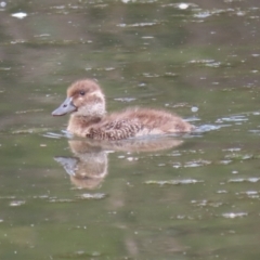 Oxyura australis (Blue-billed Duck) at Isabella Plains, ACT - 21 Oct 2023 by RodDeb