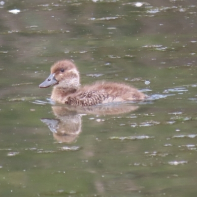 Oxyura australis (Blue-billed Duck) at Isabella Plains, ACT - 21 Oct 2023 by RodDeb