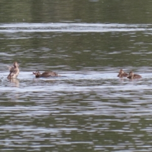 Oxyura australis at Isabella Plains, ACT - 21 Oct 2023 10:57 AM