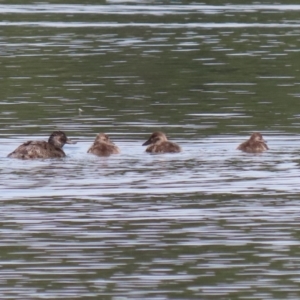 Oxyura australis at Isabella Plains, ACT - 21 Oct 2023 10:57 AM