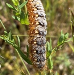 Pterolocera amplicornis at Belconnen, ACT - 21 Oct 2023