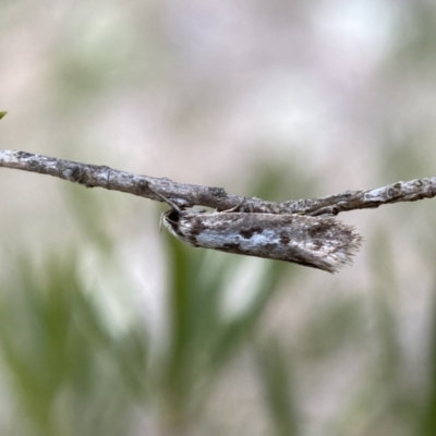 Eusemocosma pruinosa (Philobota Group Concealer Moth) at Belconnen, ACT - 21 Oct 2023 by SteveBorkowskis