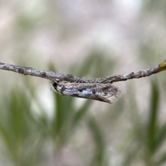 Eusemocosma pruinosa at Belconnen, ACT - 21 Oct 2023 02:48 PM