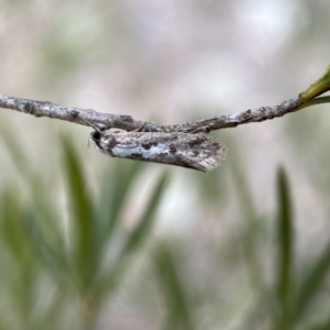 Eusemocosma pruinosa at Belconnen, ACT - 21 Oct 2023