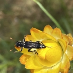 Eleale simplex at Belconnen, ACT - 21 Oct 2023 02:57 PM