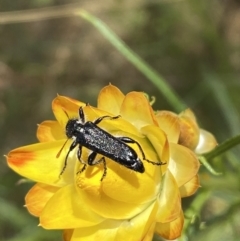 Eleale simplex at Belconnen, ACT - 21 Oct 2023 02:57 PM