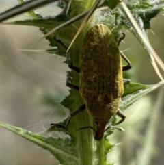 Larinus latus (Onopordum seed weevil) at Molonglo River Reserve - 21 Oct 2023 by SteveBorkowskis