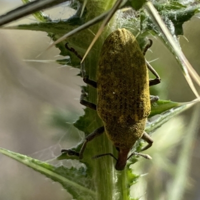 Larinus latus (Onopordum seed weevil) at Lower Molonglo - 21 Oct 2023 by SteveBorkowskis