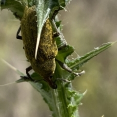 Larinus latus at Belconnen, ACT - 21 Oct 2023