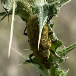 Larinus latus at Belconnen, ACT - 21 Oct 2023