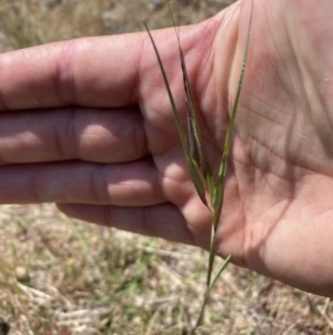 Themeda triandra at Belconnen, ACT - 21 Oct 2023