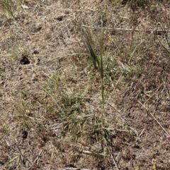 Themeda triandra at Belconnen, ACT - 21 Oct 2023