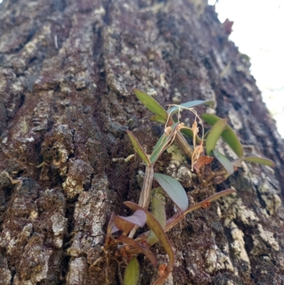Dendrobium aemulum (Ironbark Orchid) at  - suppressed by poszum