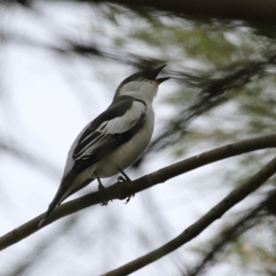 Lalage tricolor (White-winged Triller) at Isabella Plains, ACT - 20 Oct 2023 by RodDeb