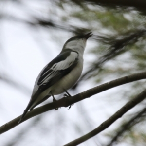 Lalage tricolor at Isabella Plains, ACT - 21 Oct 2023 10:43 AM