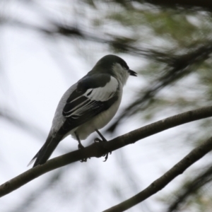 Lalage tricolor at Isabella Plains, ACT - 21 Oct 2023 10:43 AM