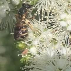Lasioglossum (Chilalictus) bicingulatum (Halictid Bee) at Mount Annan, NSW - 11 Oct 2023 by JudeWright