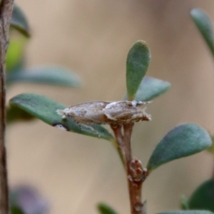 Glyphipterix (genus) at Mongarlowe, NSW - suppressed