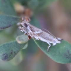 Glyphipterix (genus) at Mongarlowe, NSW - suppressed