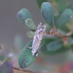 Glyphipterix (genus) at Mongarlowe, NSW - 21 Oct 2023