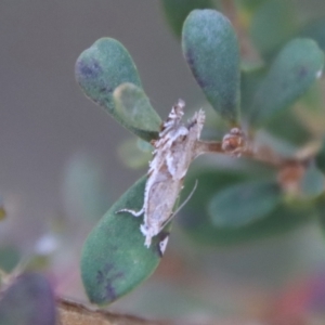 Glyphipterix (genus) at Mongarlowe, NSW - 21 Oct 2023