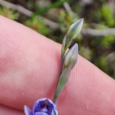 Thelymitra juncifolia (Dotted Sun Orchid) at Bungendore, NSW - 21 Oct 2023 by clarehoneydove