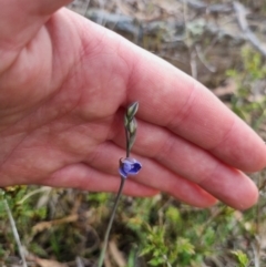 Thelymitra juncifolia at Bungendore, NSW - 21 Oct 2023