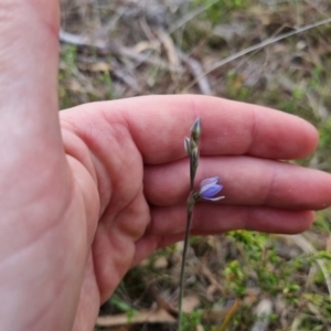 Thelymitra juncifolia at Bungendore, NSW - suppressed